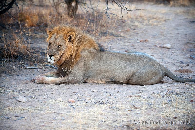 20090610_172030 D3 X1.jpg - The darker and fuller the mane, the healthier the Lion